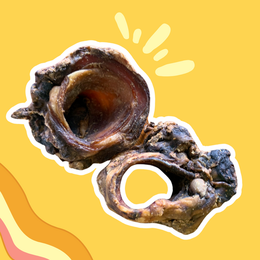 Larynx de Bœuf