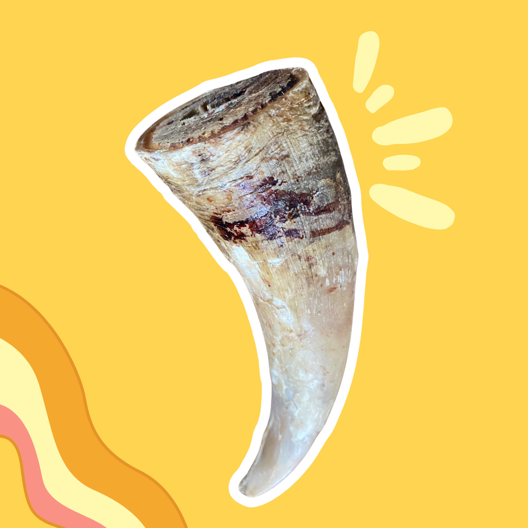 Corne de Boeuf Pleine