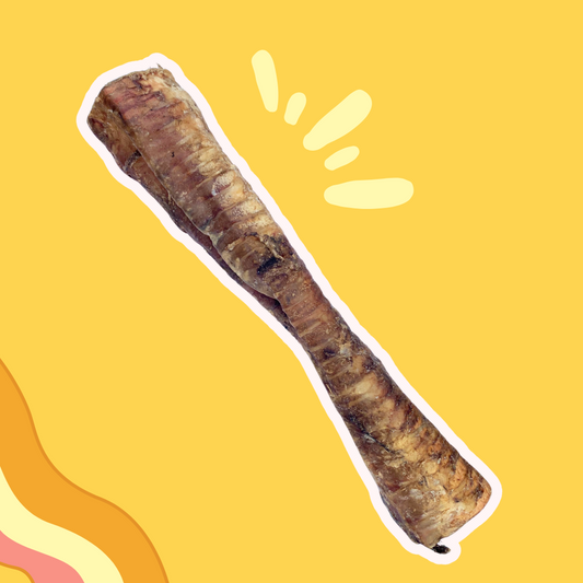 Trachée de Bœuf XL  30 cm