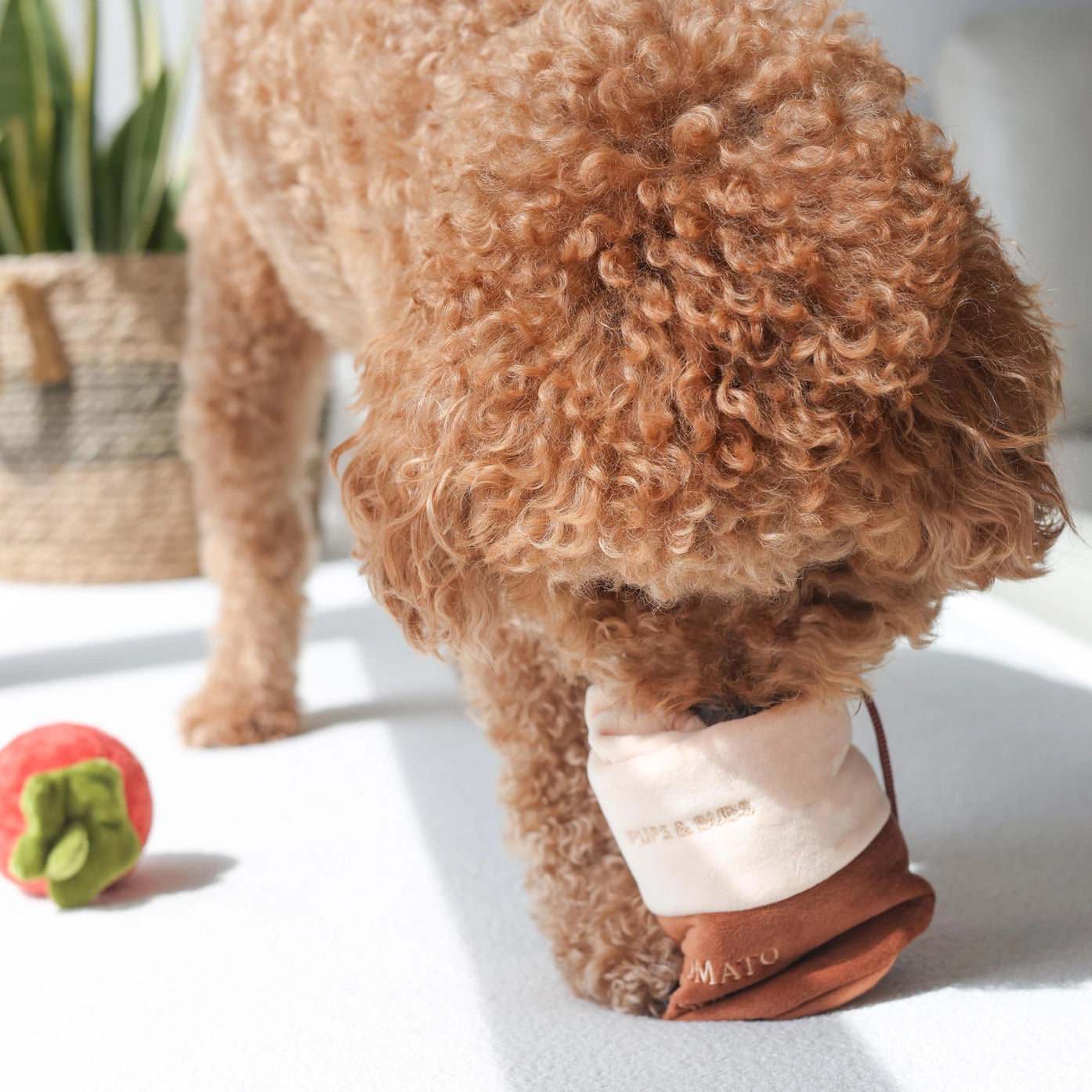 Tomato Soup - Pups & Buds