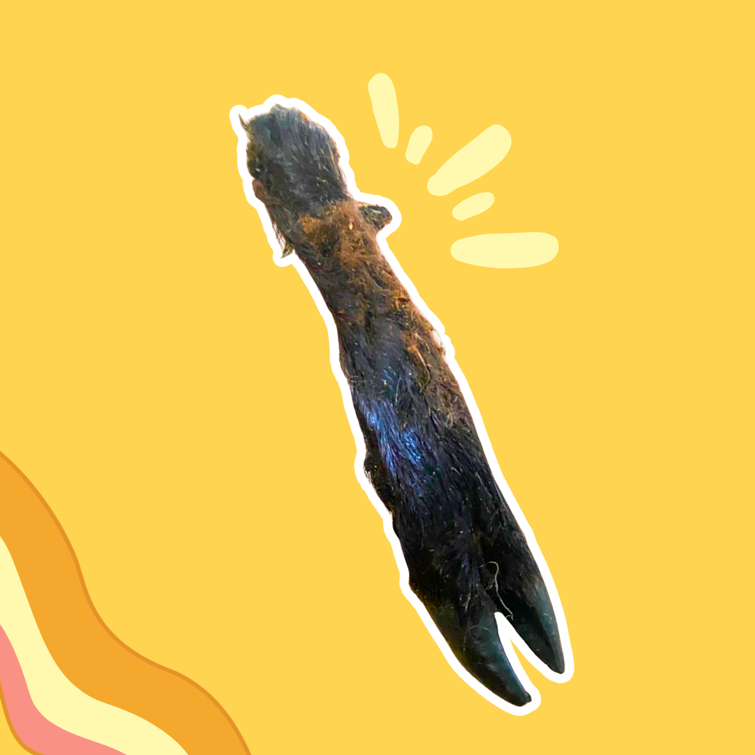 Patte d'agneau avec poils