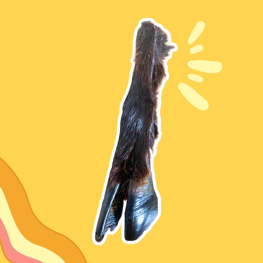 Patte de chèvre avec poils