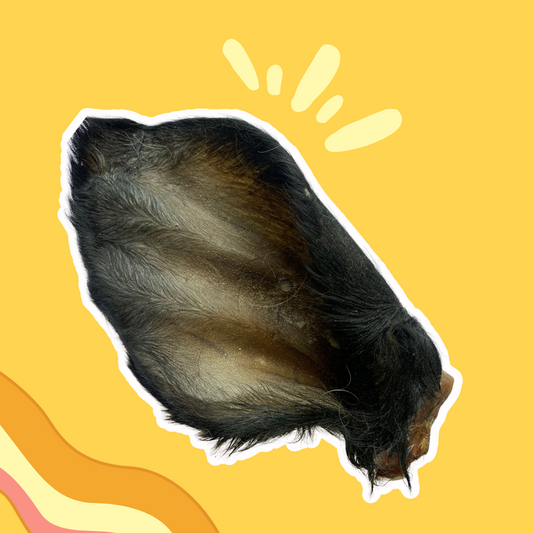 Oreille de bœuf avec poils