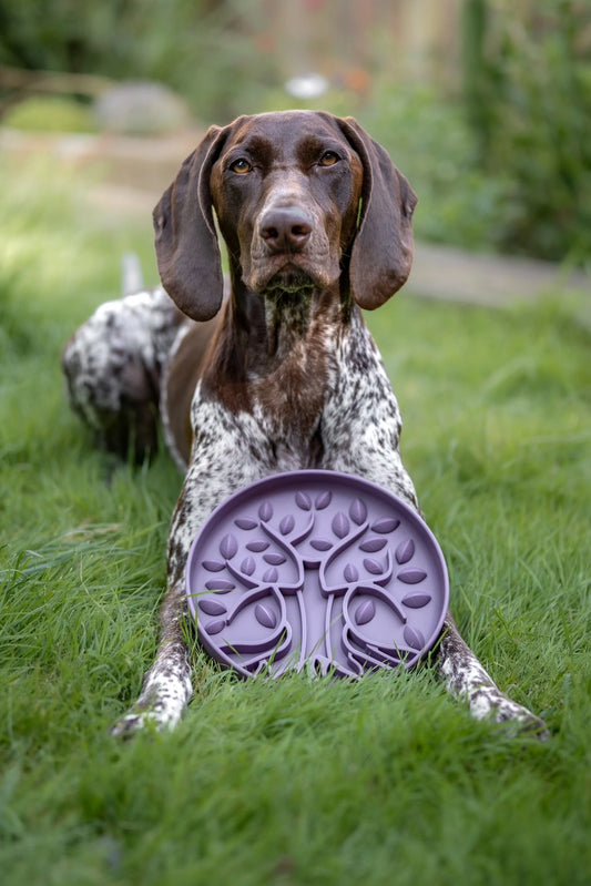 Bol Bodhi - Gamelle Anti-Glouton